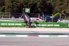 13 34°-C.F.-SEQ-3-AUTODROMO-TETTO